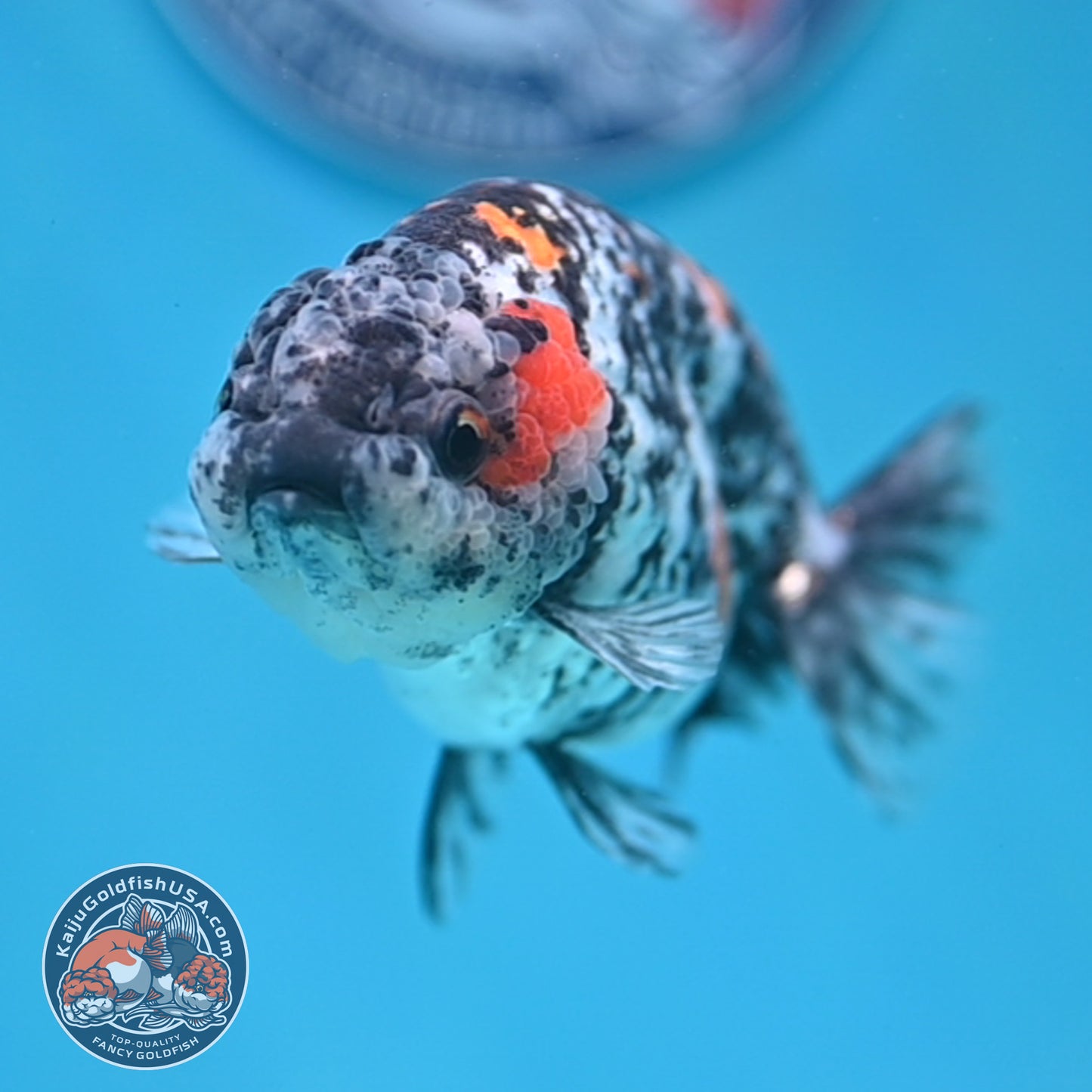 Tricolor Tiger Ranchu 4 inch Body (250926_RC06)