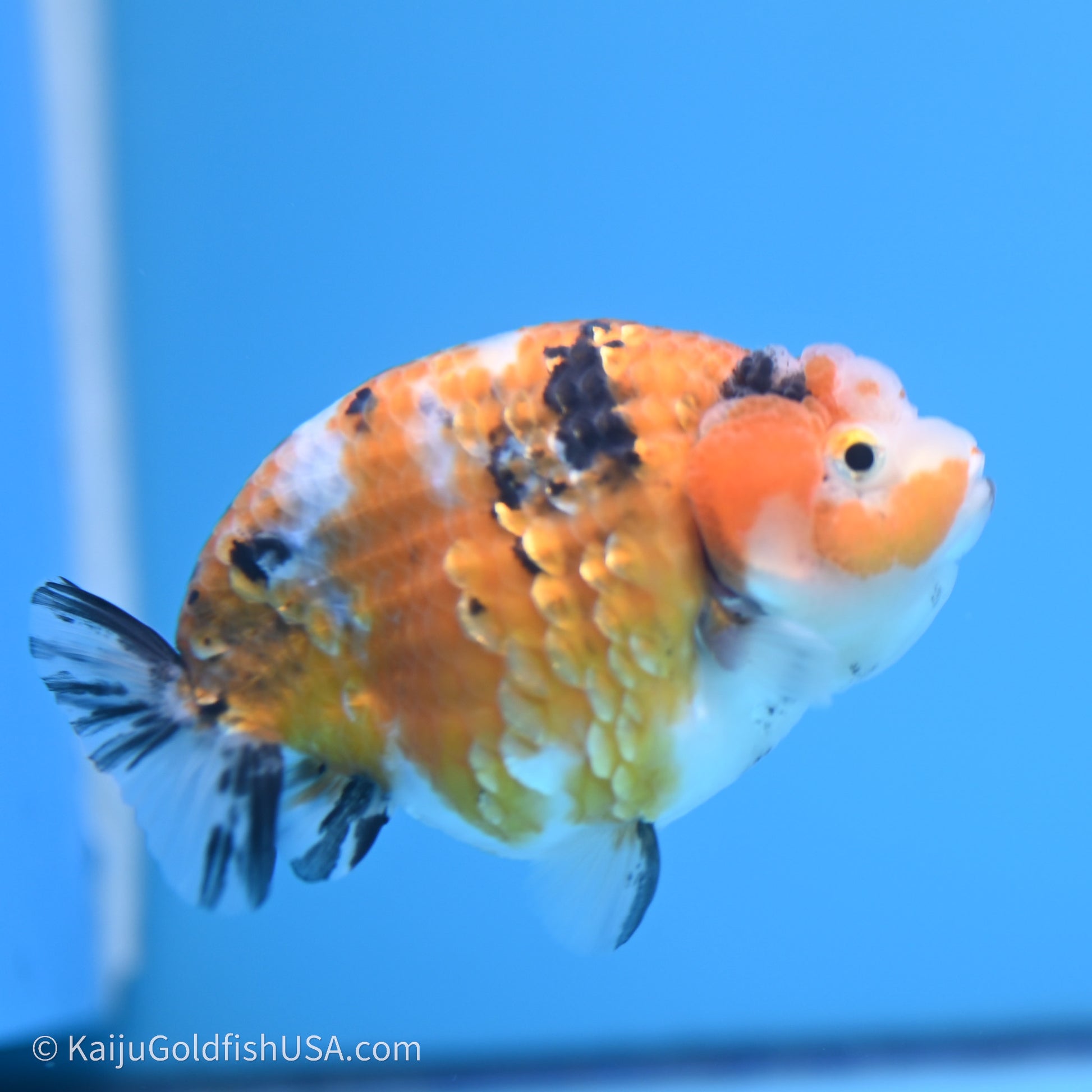 Calico Ranchu 3.5 in Body (240719_RC06) - Kaiju Goldfish USA