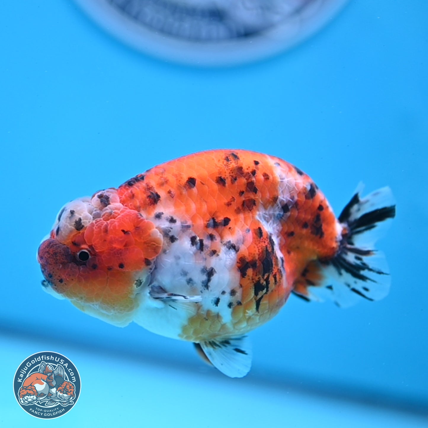 Tricolor Sakura Ranchu 4 inches Body - Female (250228_RC06)