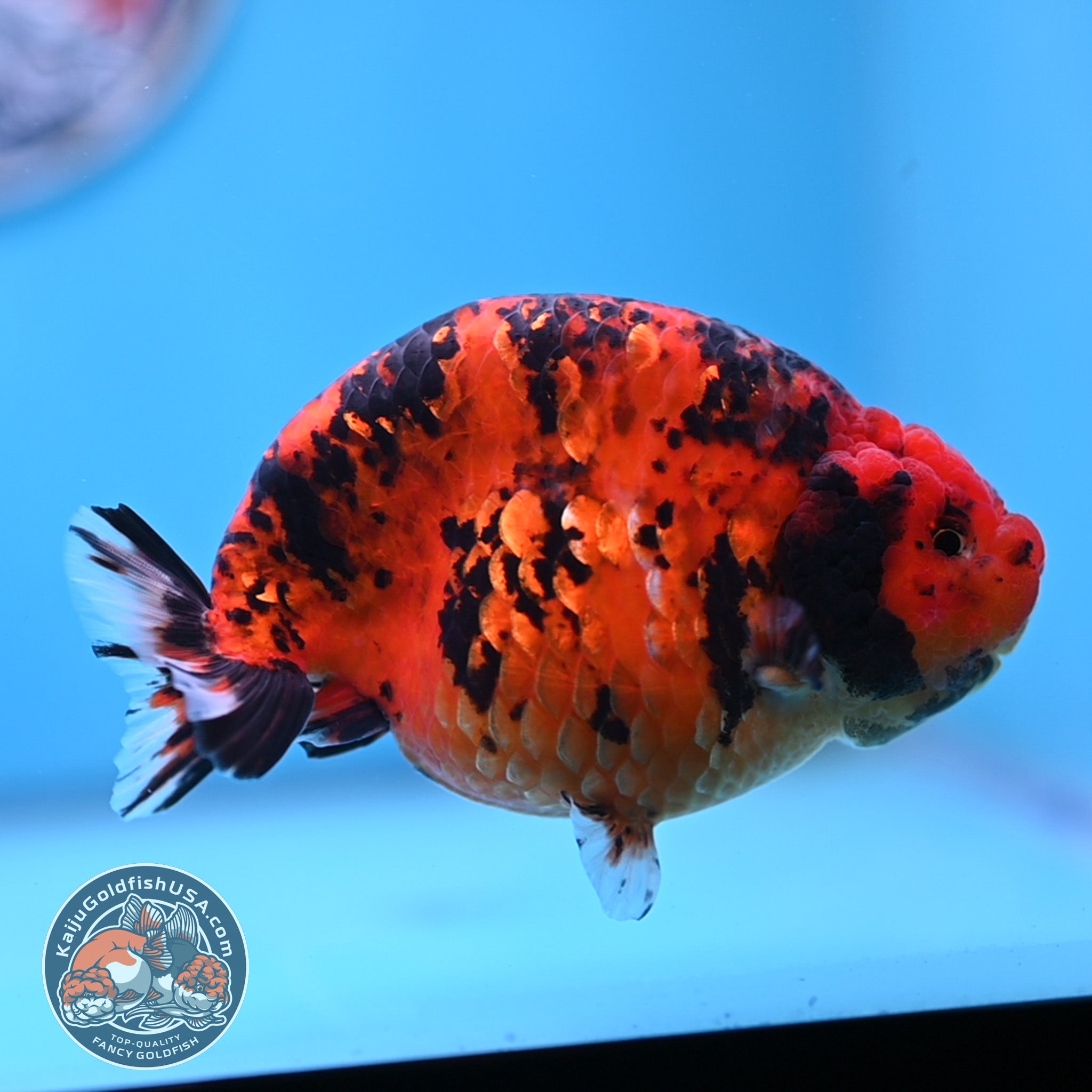 Jumbo Tiger Ranchu Goldfish for Sale | Kaiju Goldfish USA