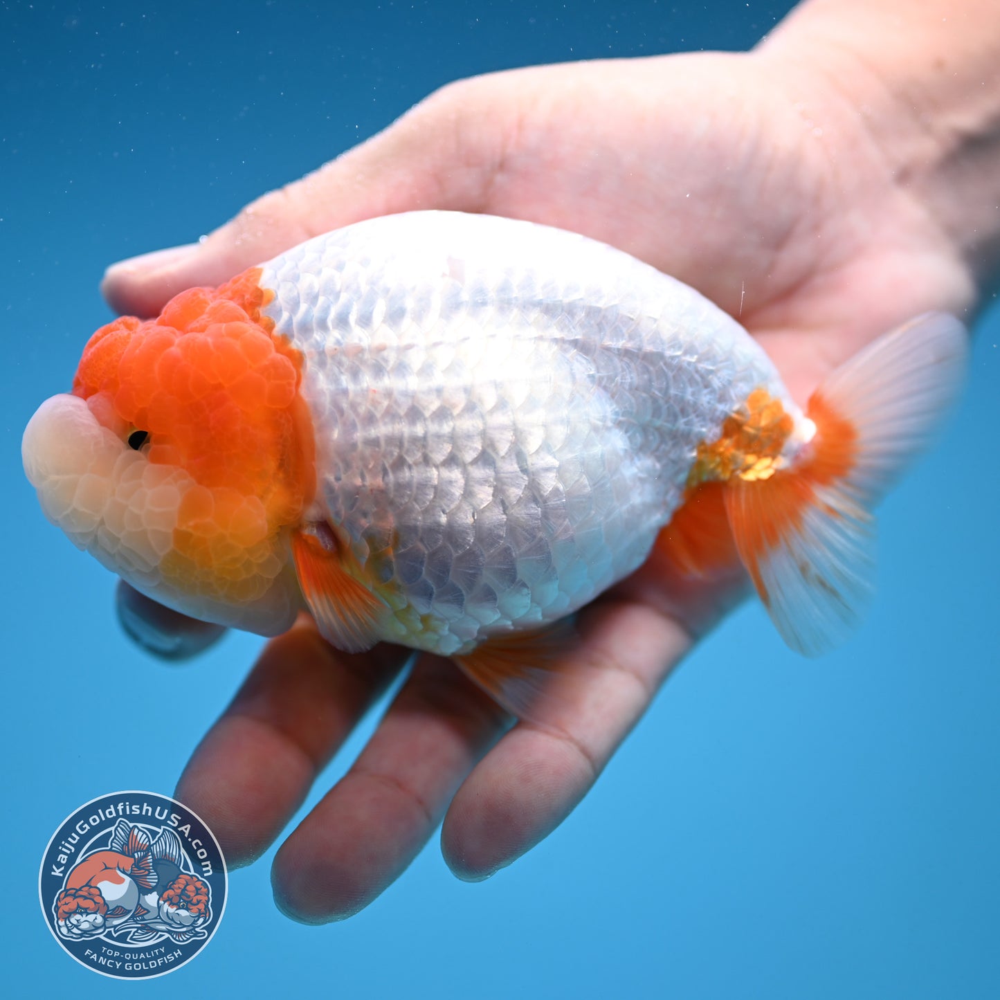 Red Head Jelly Face Ranchu 4.5 inch Body (250912_RC06)