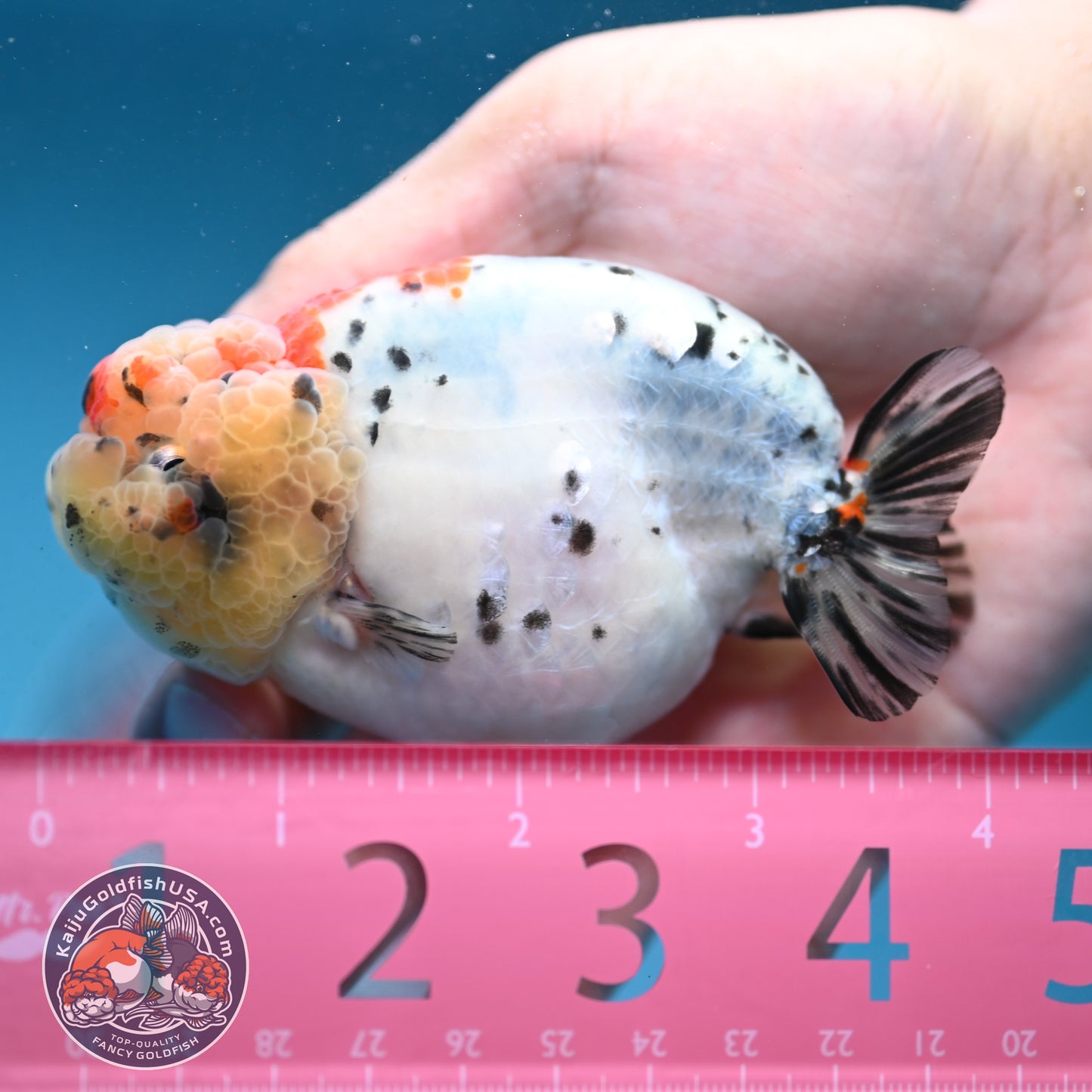 Calico Ranchu 3.5 inch Body (251003_RC06)