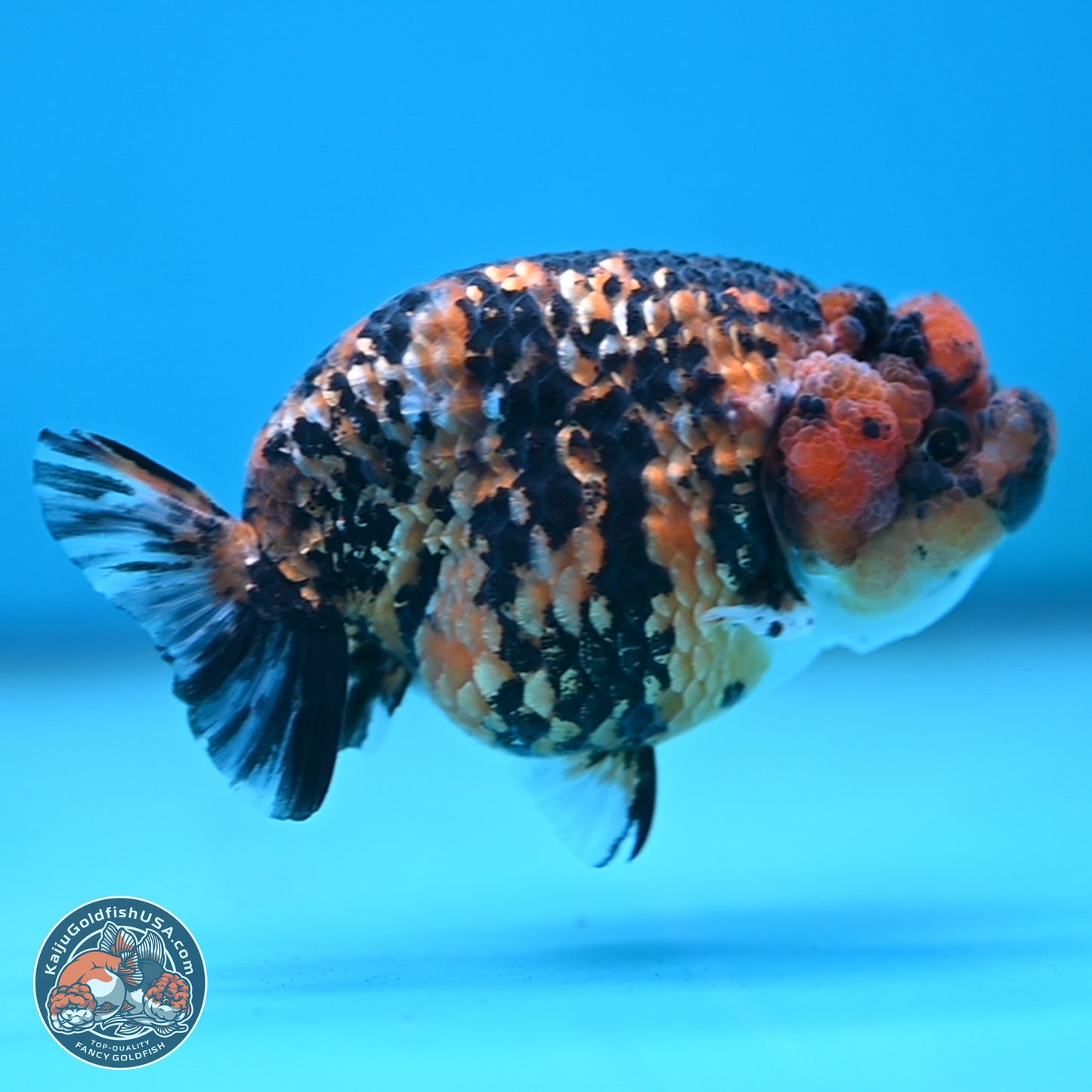 Tiger Ranchu 3.5 inches Body - Female (250117_RC06)