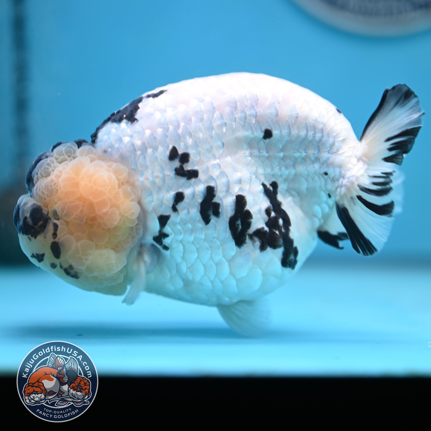 Jumbo Panda Ranchu 5 inches Body (250502_RC06)