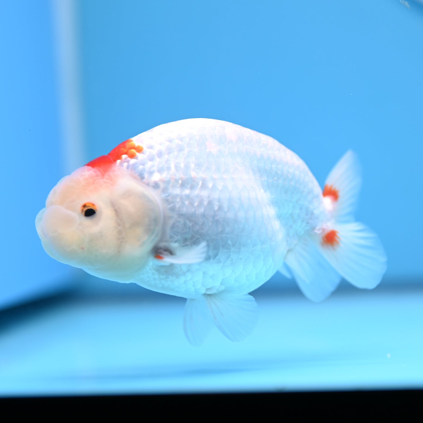 Red White Buffalo Ranchu 4in Body (240704_RC06) - Kaiju Goldfish USA