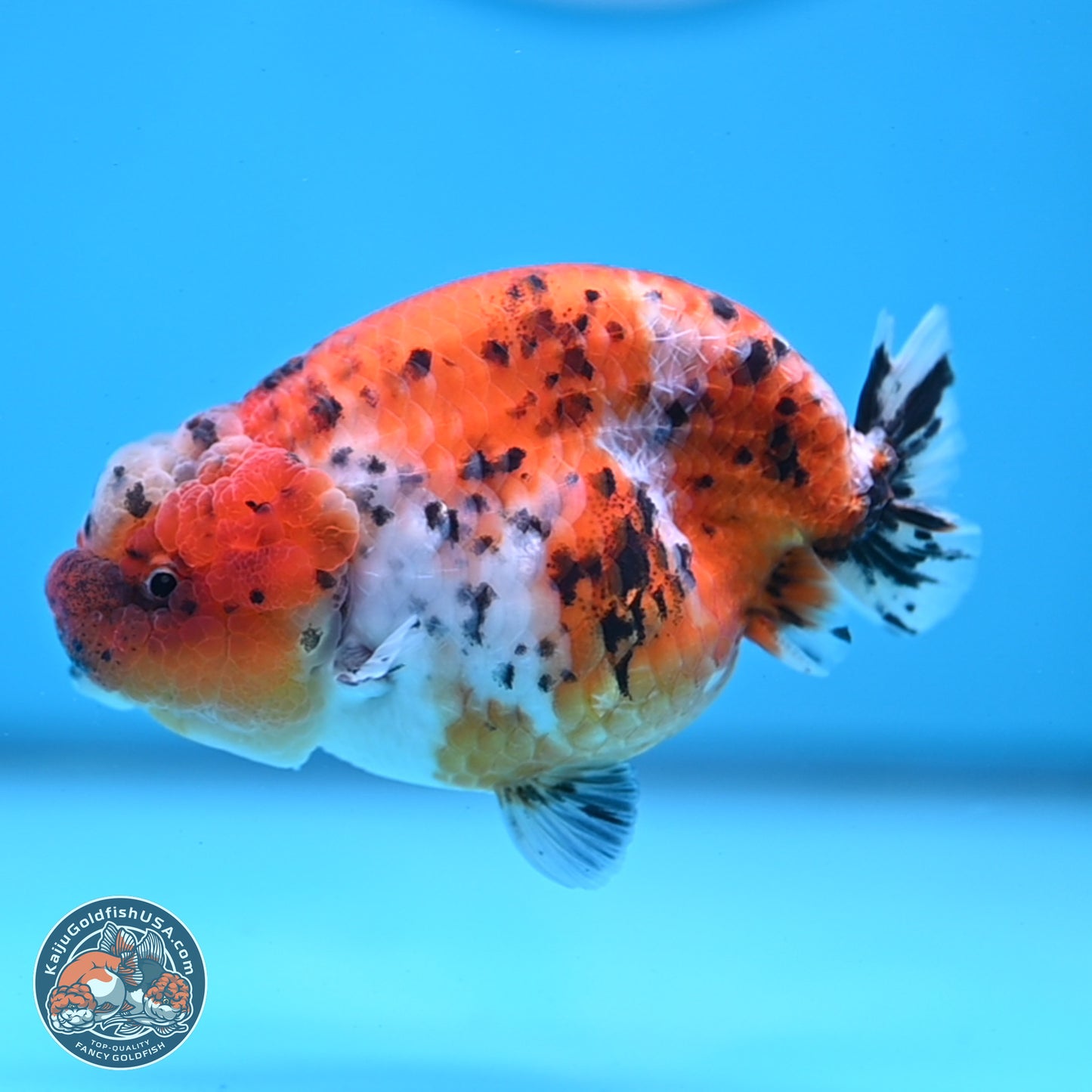 Tricolor Sakura Ranchu 4 inches Body - Female (250228_RC06)