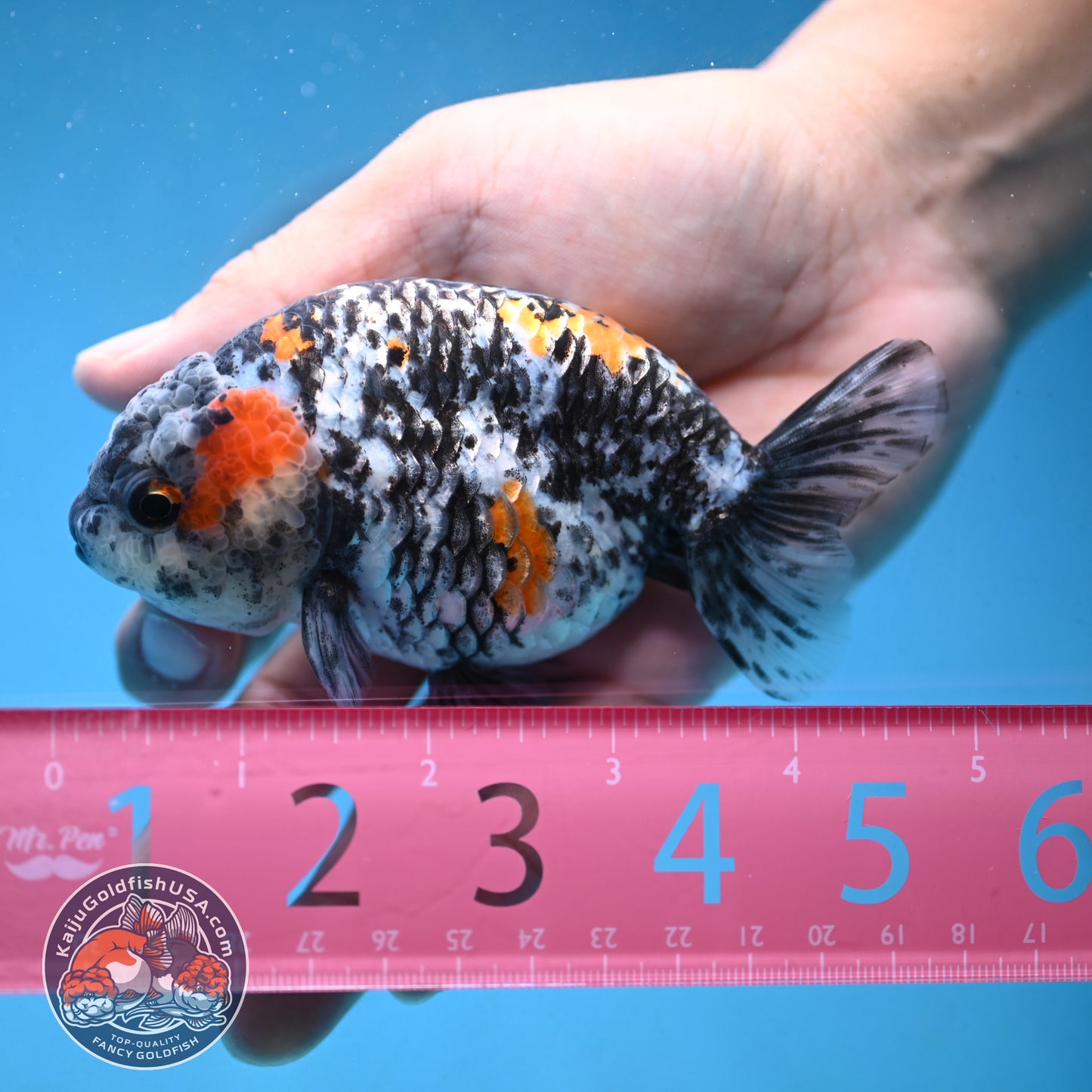 Tricolor Tiger Ranchu 4 inch Body (250926_RC06)
