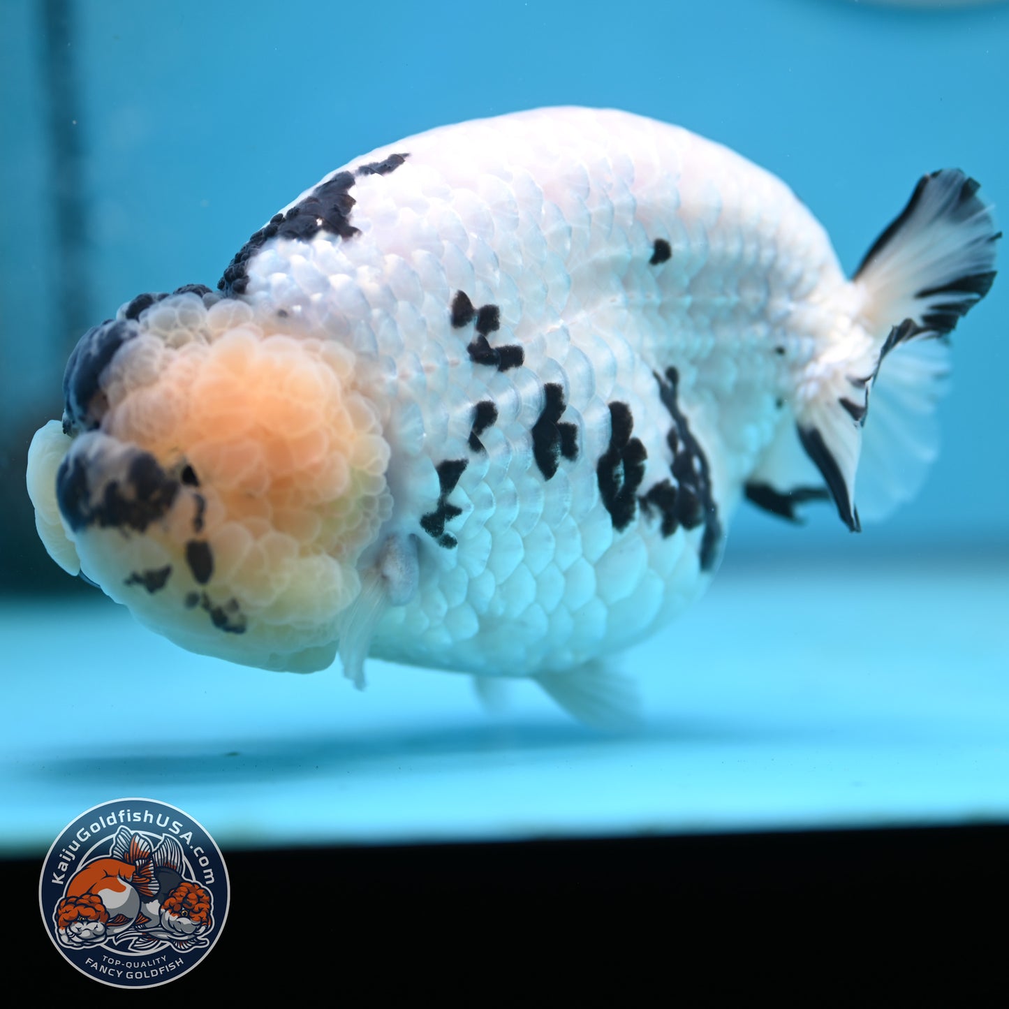 Jumbo Panda Ranchu 5 inches Body (250502_RC06)