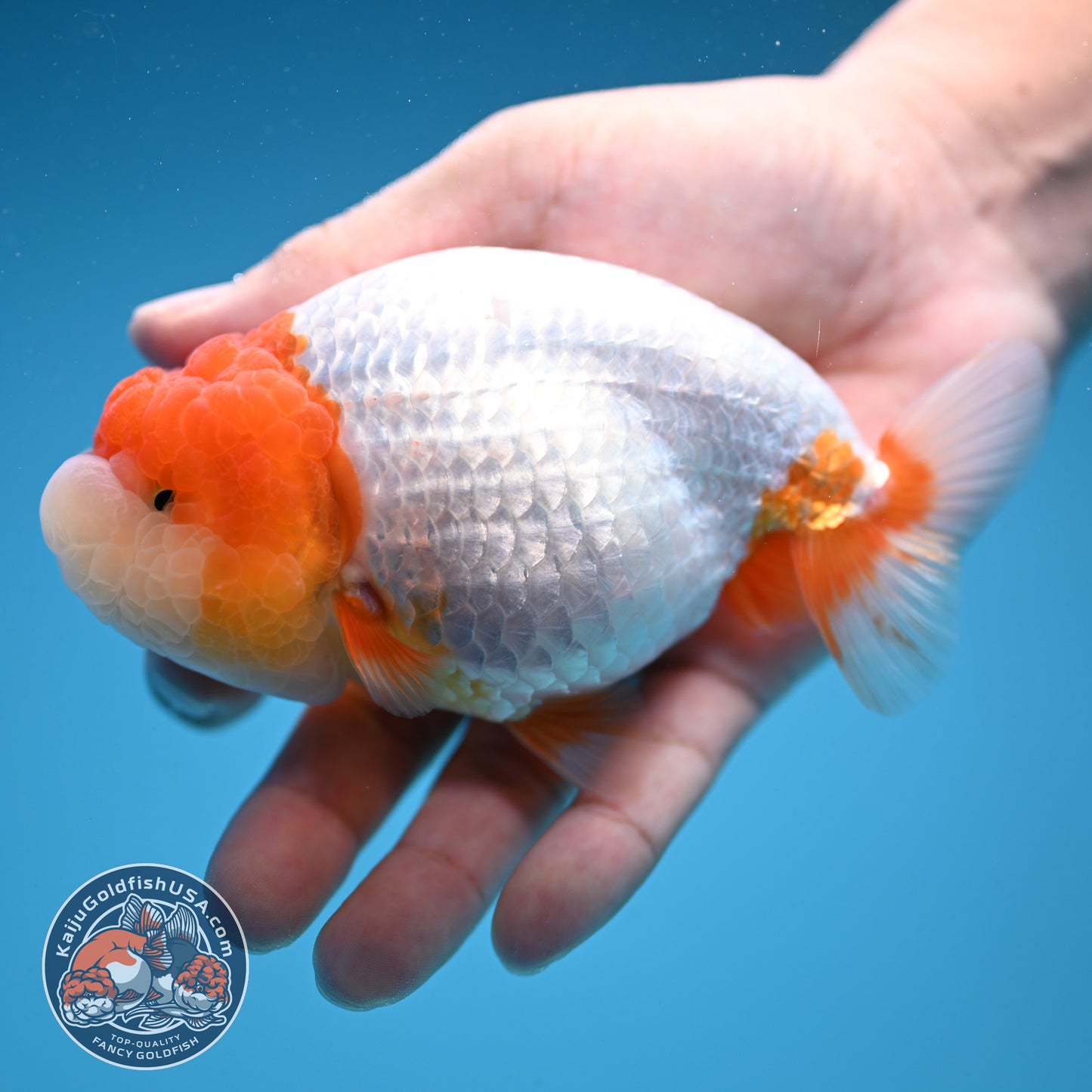 Red Head Jelly Face Ranchu 4.5 inch Body (250912_RC06)