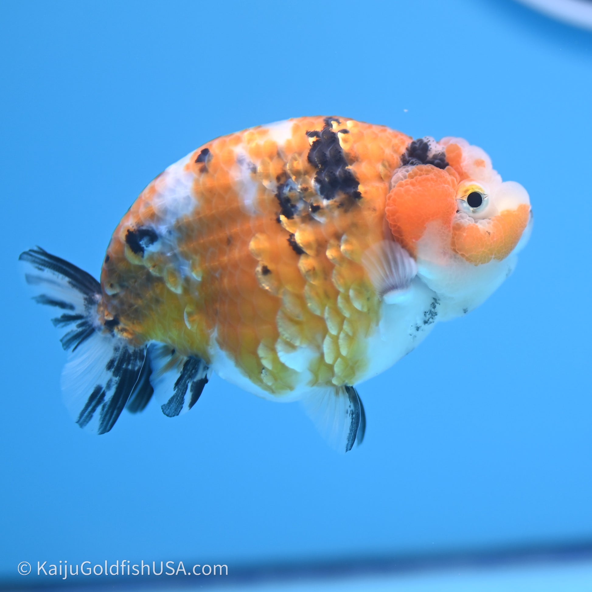 Calico Ranchu 3.5 in Body (240719_RC06) - Kaiju Goldfish USA