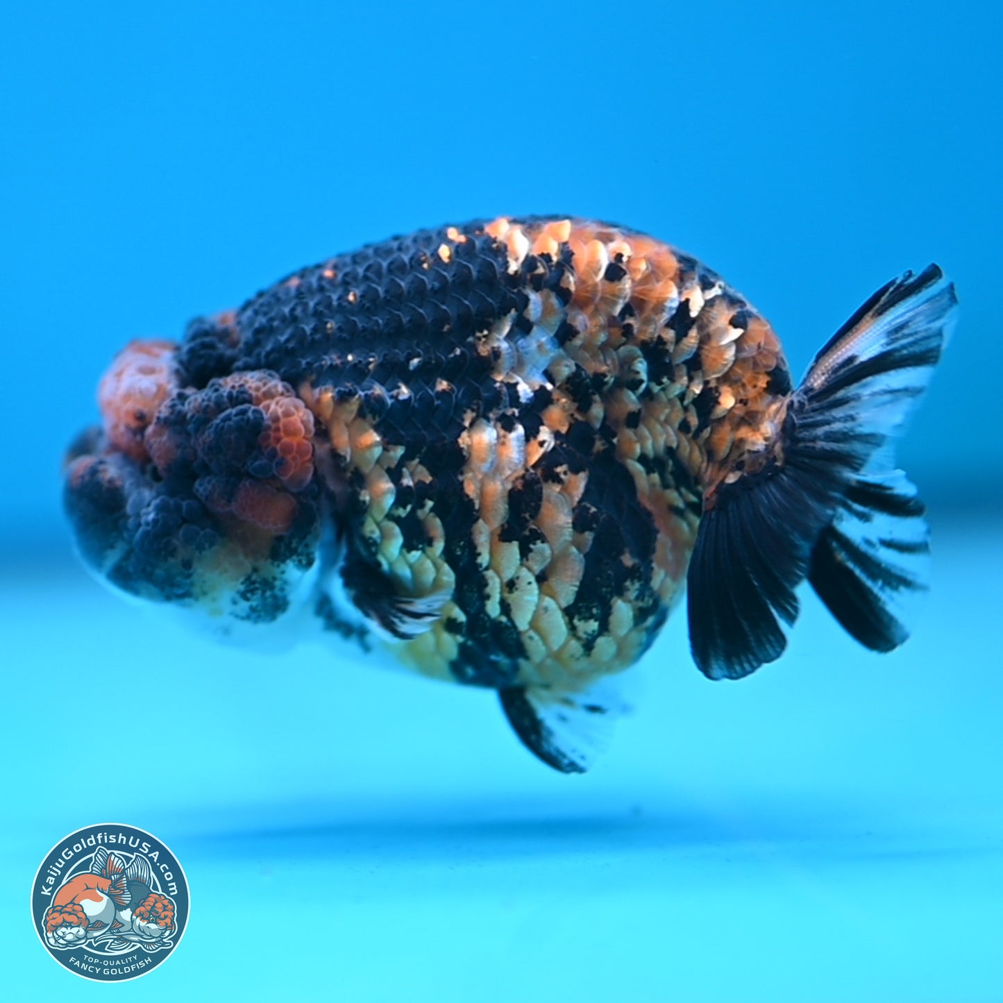 Tiger Ranchu 3.5 inches Body - Female (250117_RC06)