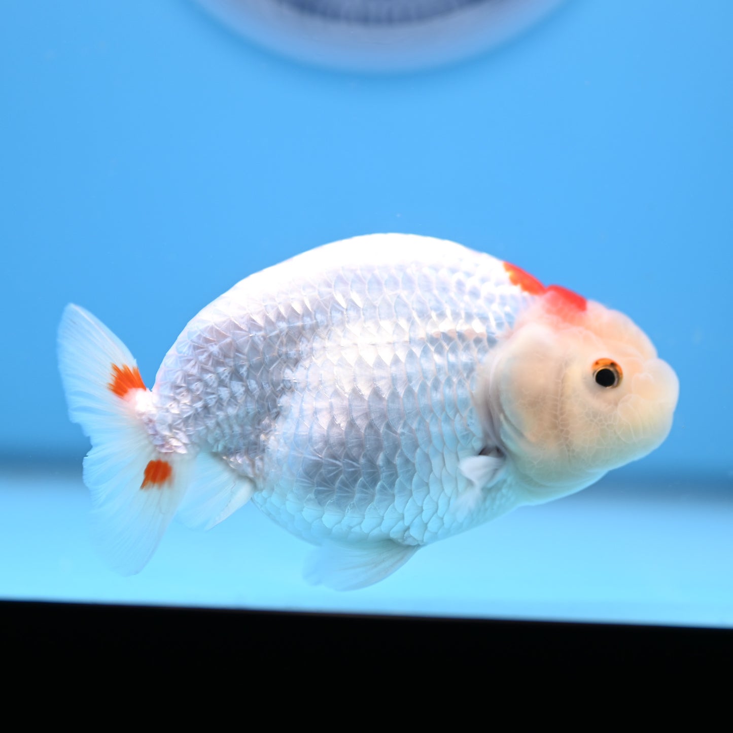 Red White Buffalo Ranchu 4in Body (240704_RC06) - Kaiju Goldfish USA