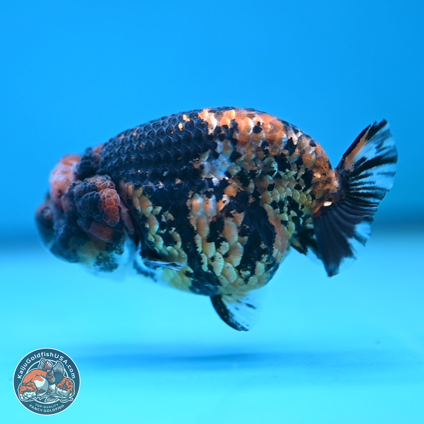 Tiger Ranchu 3.5 inches Body - Female (250117_RC06)