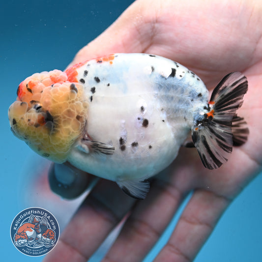Calico Ranchu 3.5 inch Body (251003_RC06)