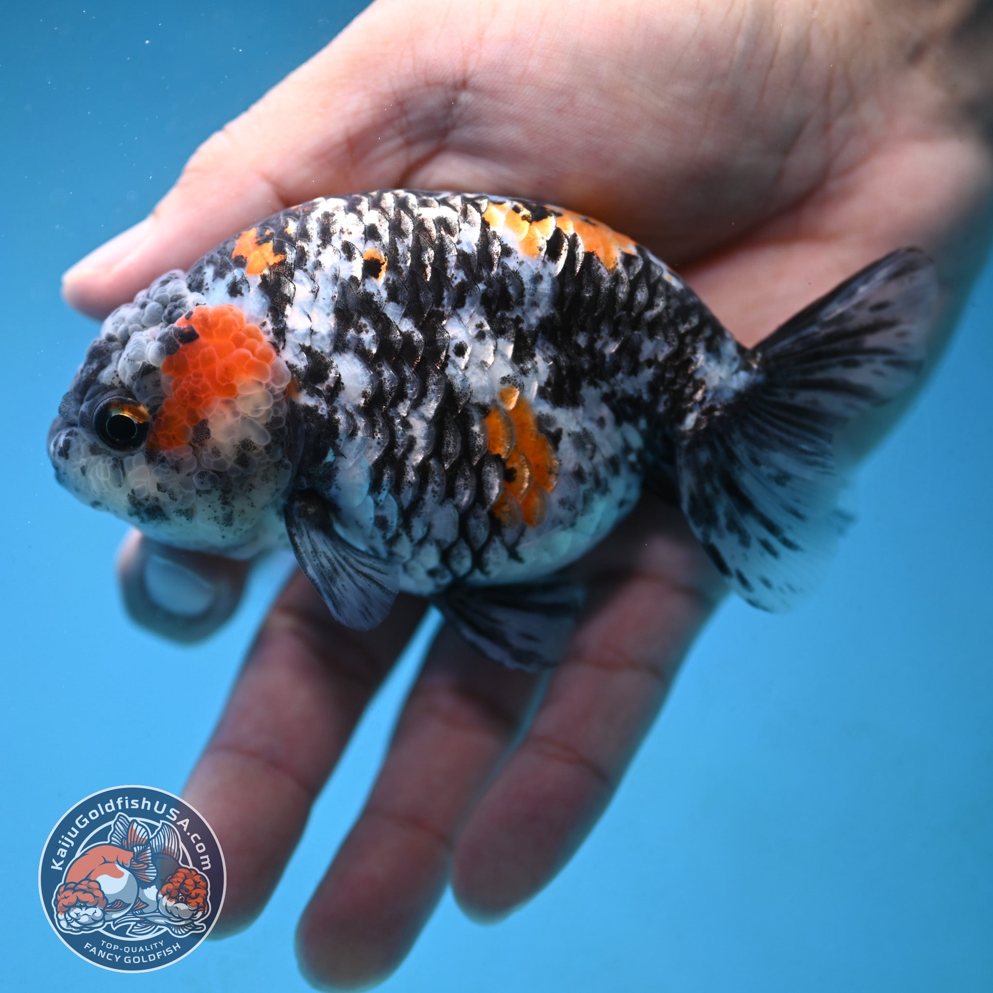 Tricolor Tiger Ranchu 4 inch Body (250926_RC06) – Kaiju Goldfish USA