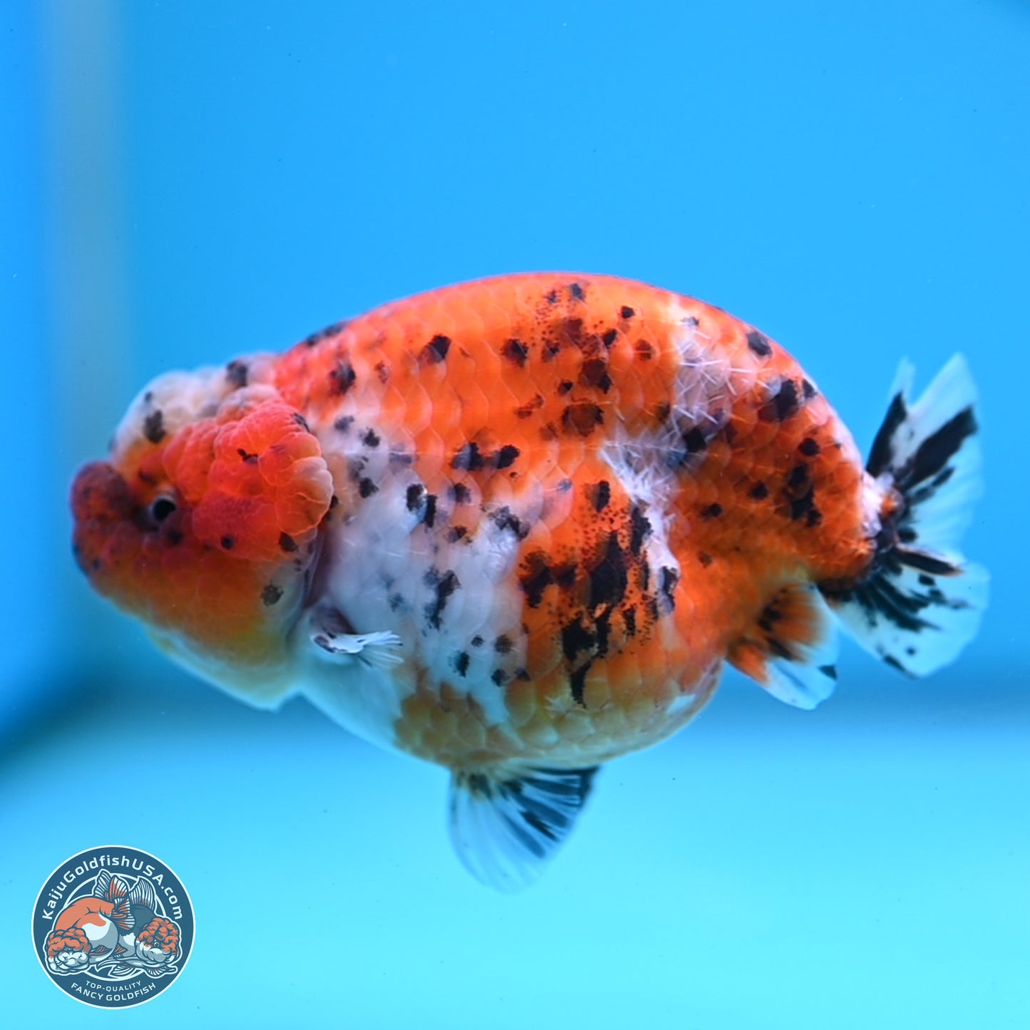Tricolor Sakura Ranchu 4 inches Body - Female (250228_RC06)