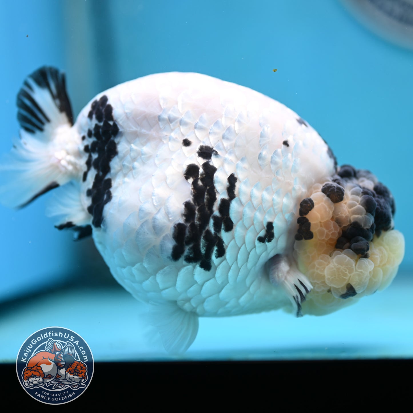 Jumbo Panda Ranchu 5 inches Body (250502_RC06)