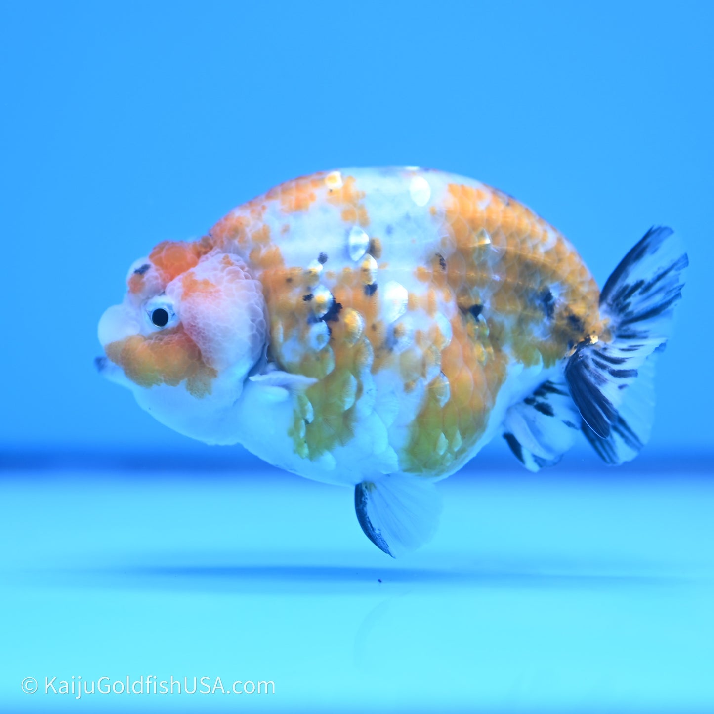 Calico Ranchu 3.5 in Body (240719_RC06) - Kaiju Goldfish USA