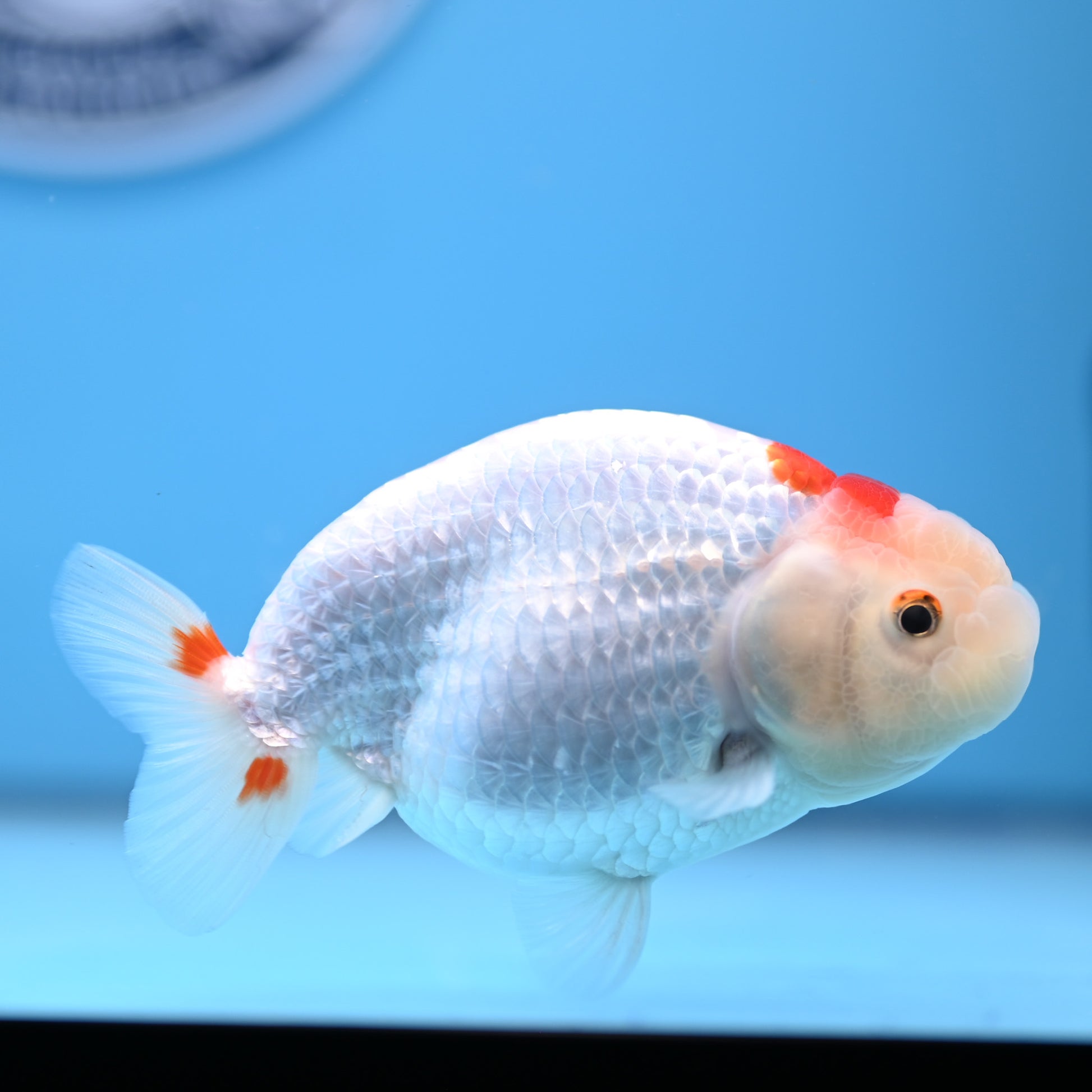 Red White Buffalo Ranchu 4in Body (240704_RC06) - Kaiju Goldfish USA