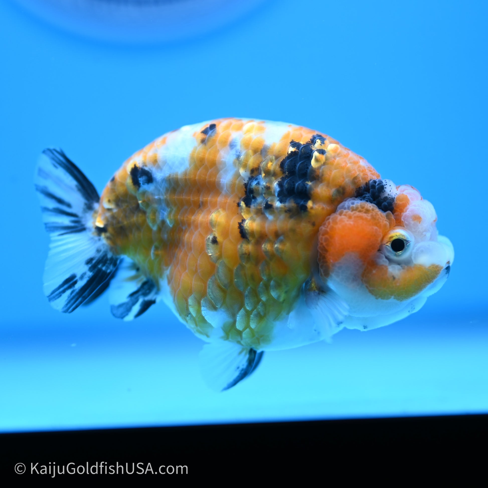 Calico Ranchu 3.5 in Body (240719_RC06) - Kaiju Goldfish USA