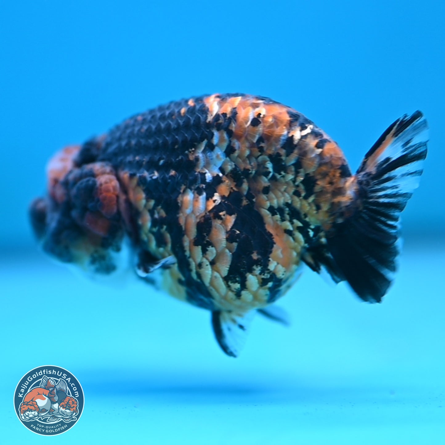 Tiger Ranchu 3.5 inches Body - Female (250117_RC06)