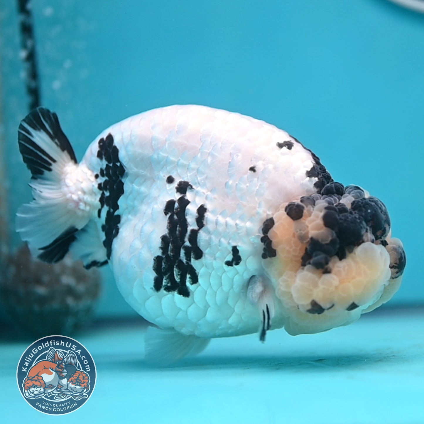 Jumbo Panda Ranchu 5 inches Body (250502_RC06)