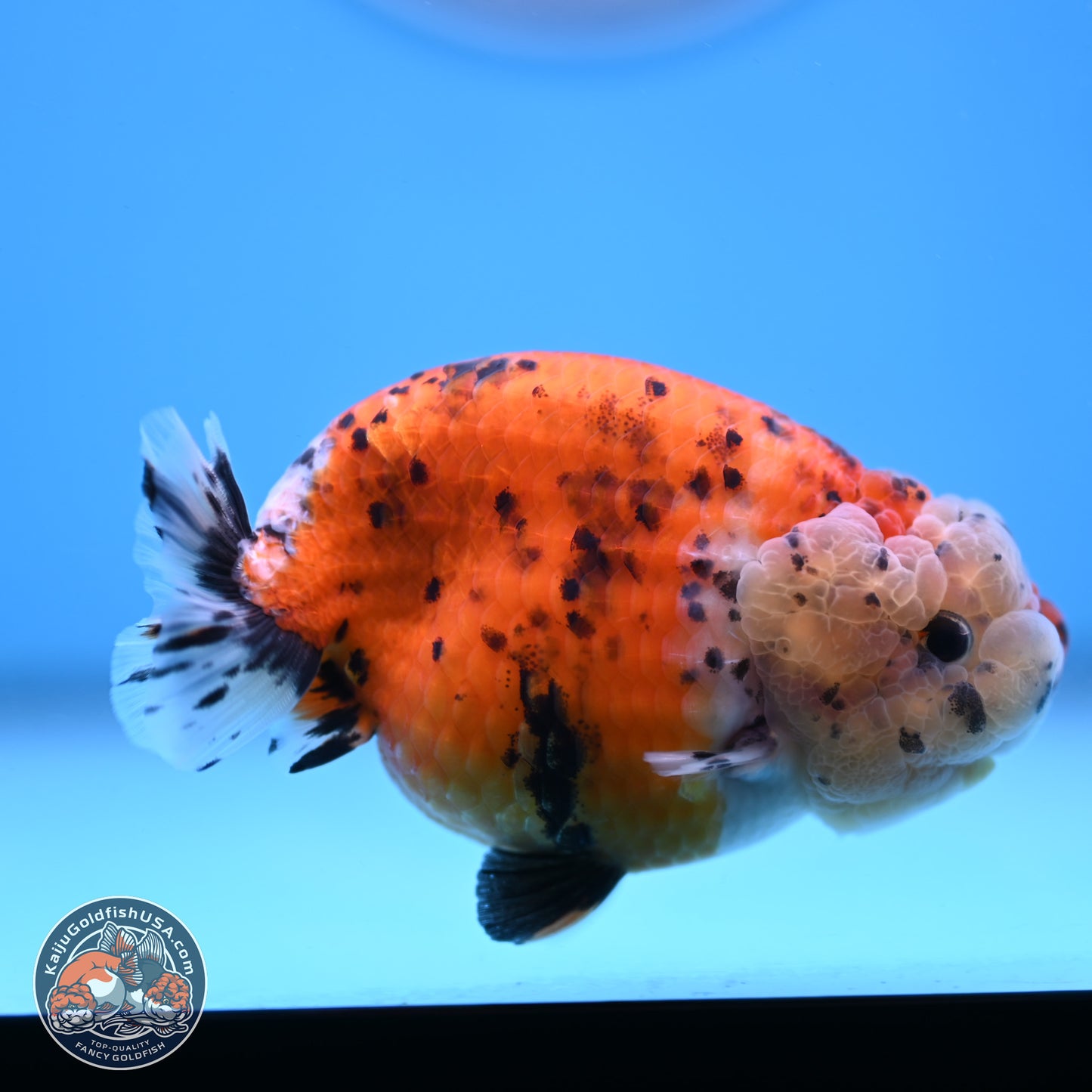 Tricolor Sakura Ranchu 4 inches Body - Female (250228_RC06)