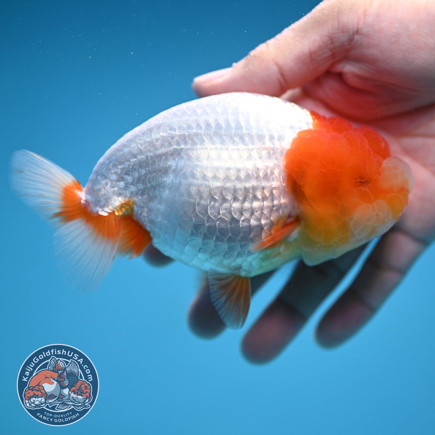 Red Head Jelly Face Ranchu 4.5 inch Body (250912_RC06)