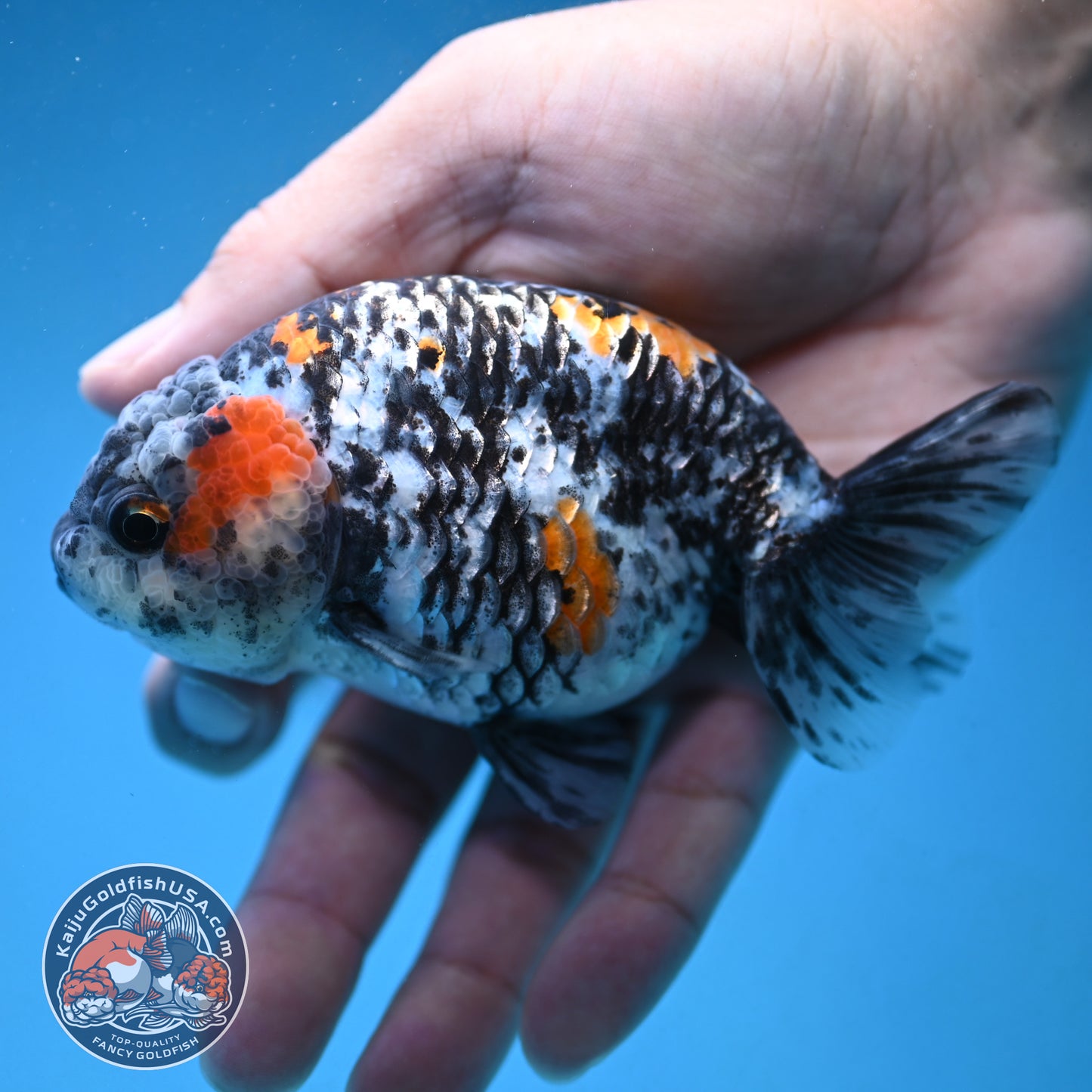 Tricolor Tiger Ranchu 4 inch Body (250926_RC06)