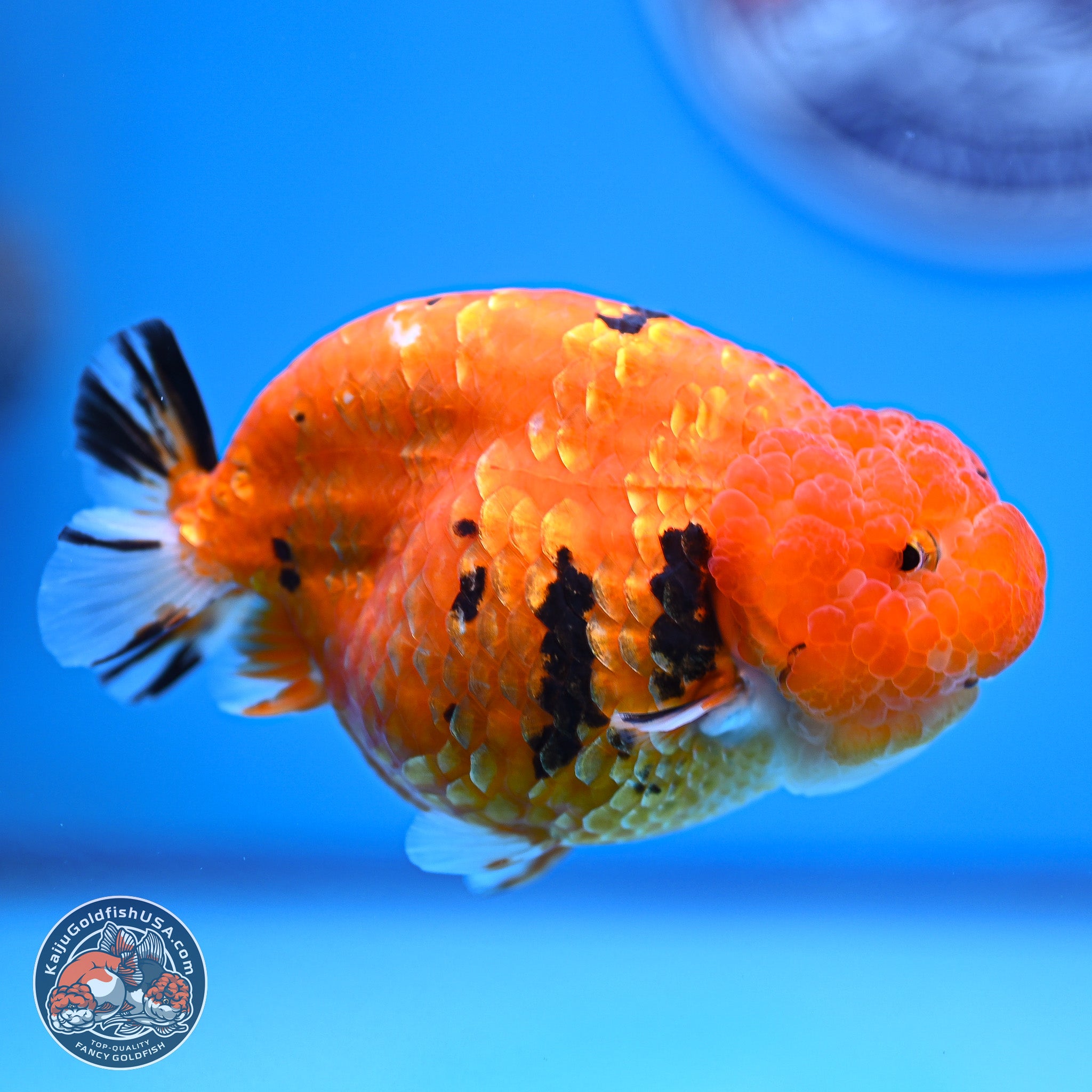 Gold Coin Sakura Ranchu Goldfish for Sale | Kaiju Goldfish USA