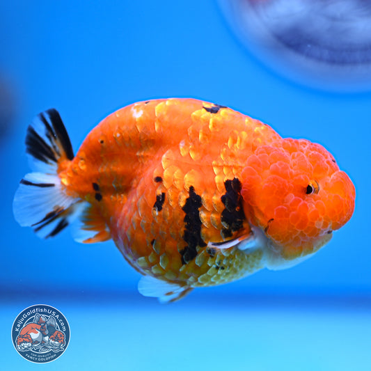 Gold Coin Sakura Ranchu 4.5 inches (241018_RC06)