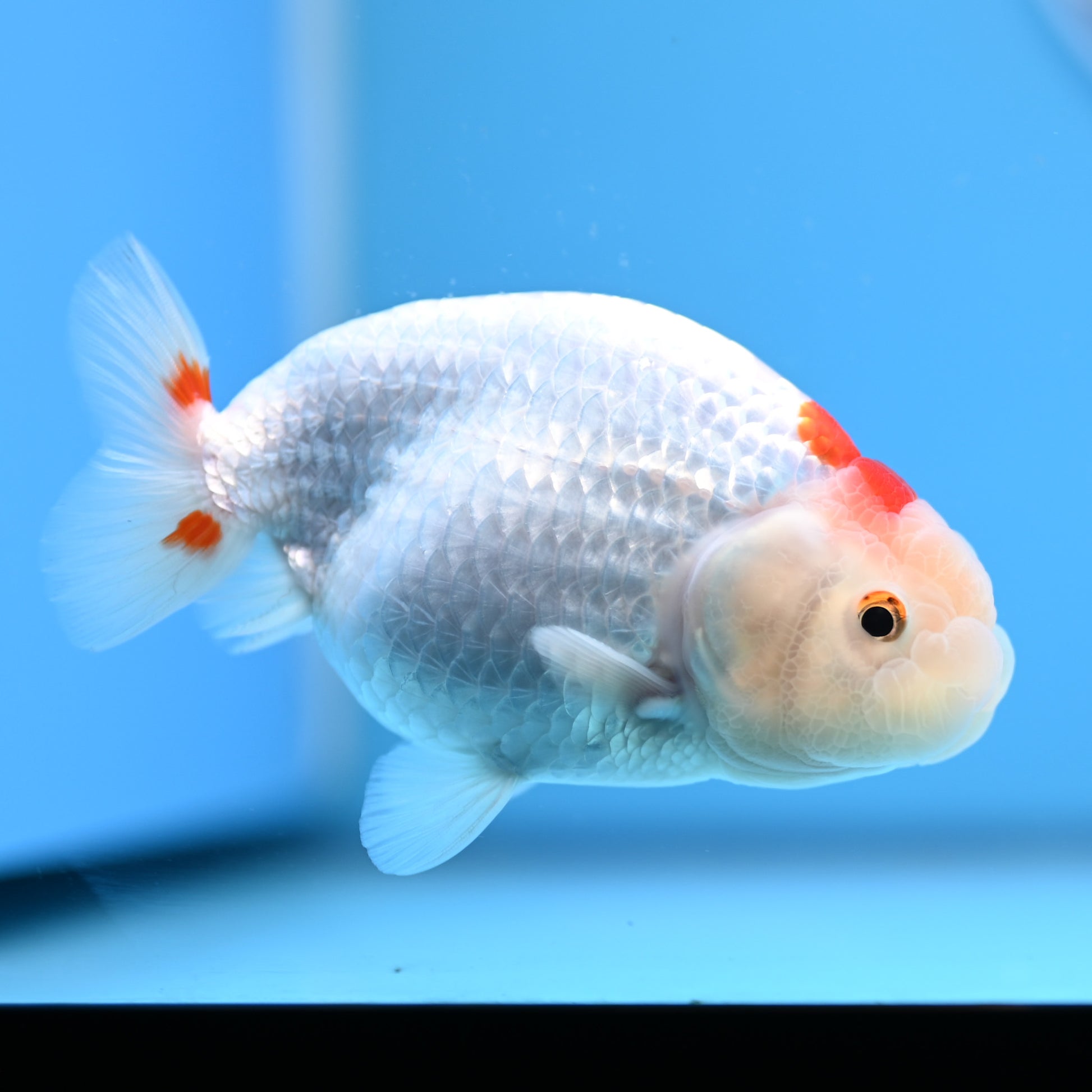 Red White Buffalo Ranchu 4in Body (240704_RC06) - Kaiju Goldfish USA