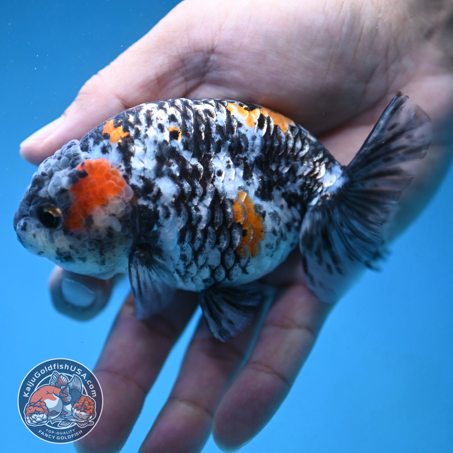 Tricolor Tiger Ranchu 4 inch Body (250926_RC06)