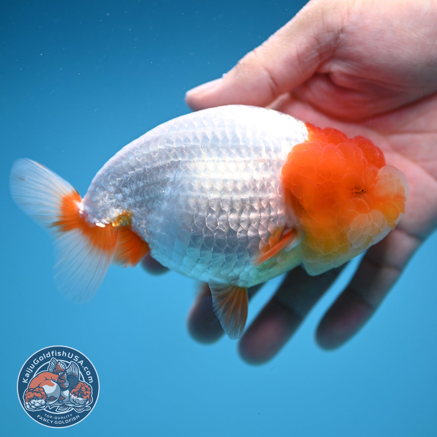 Red Head Jelly Face Ranchu 4.5 inch Body (250912_RC06)