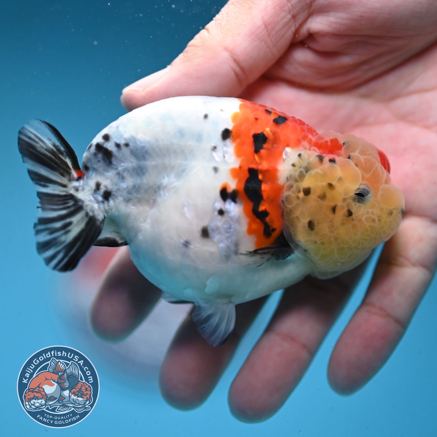 Calico Ranchu 3.5 inch Body (251003_RC06)