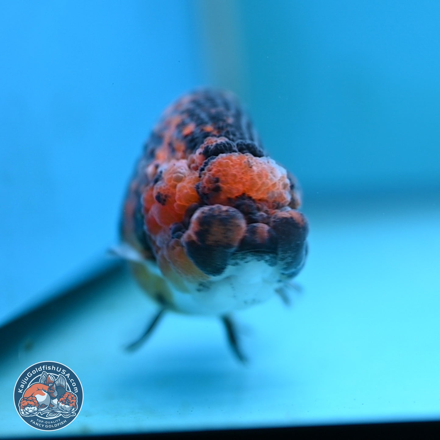 Tiger Ranchu 3.5 inches Body - Female (250117_RC06)