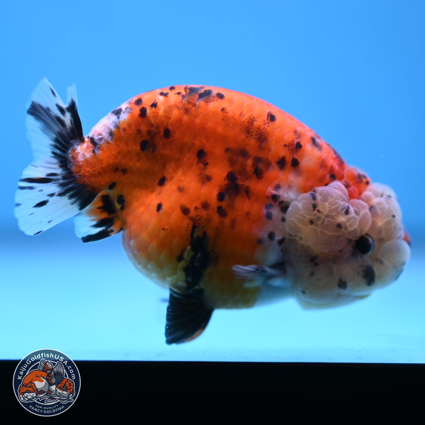 Tricolor Sakura Ranchu 4 inches Body - Female (250228_RC06)