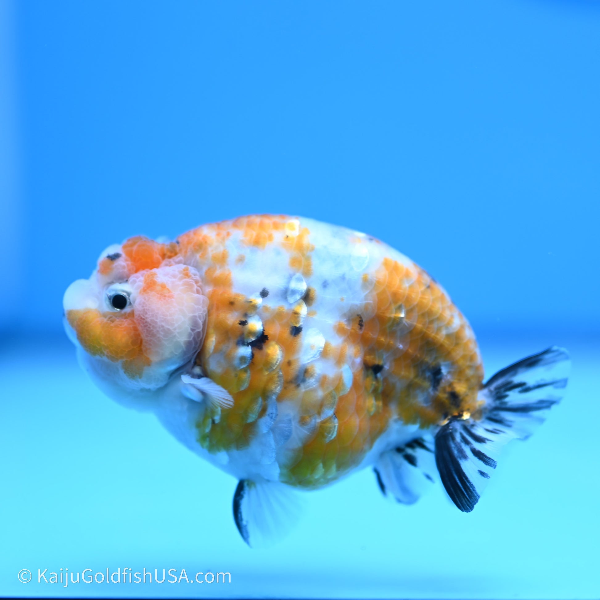 Calico Ranchu 3.5 in Body (240719_RC06) - Kaiju Goldfish USA