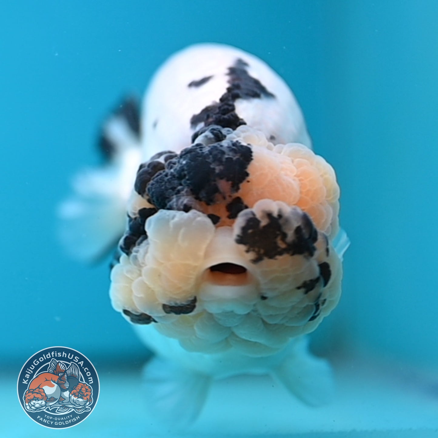Jumbo Panda Ranchu 5 inches Body (250502_RC06)