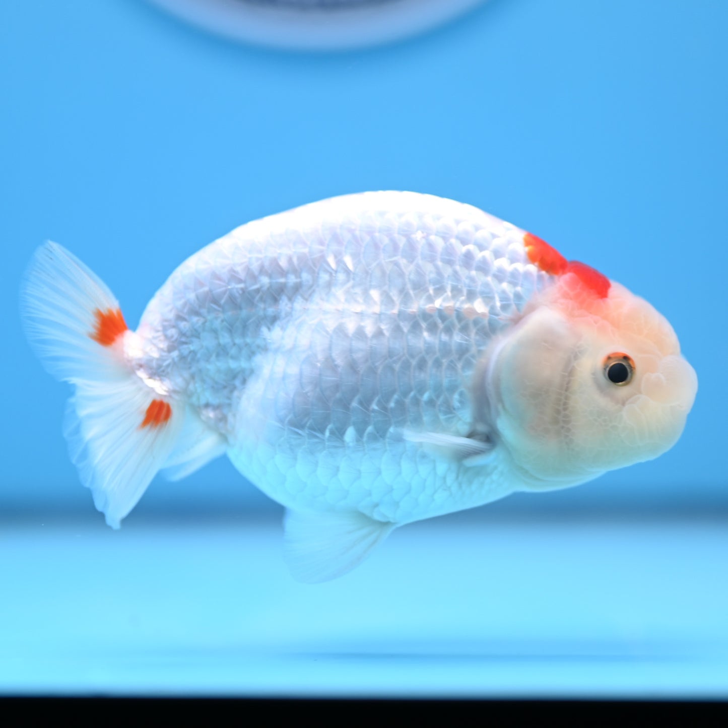 Red White Buffalo Ranchu 4in Body (240704_RC06) - Kaiju Goldfish USA