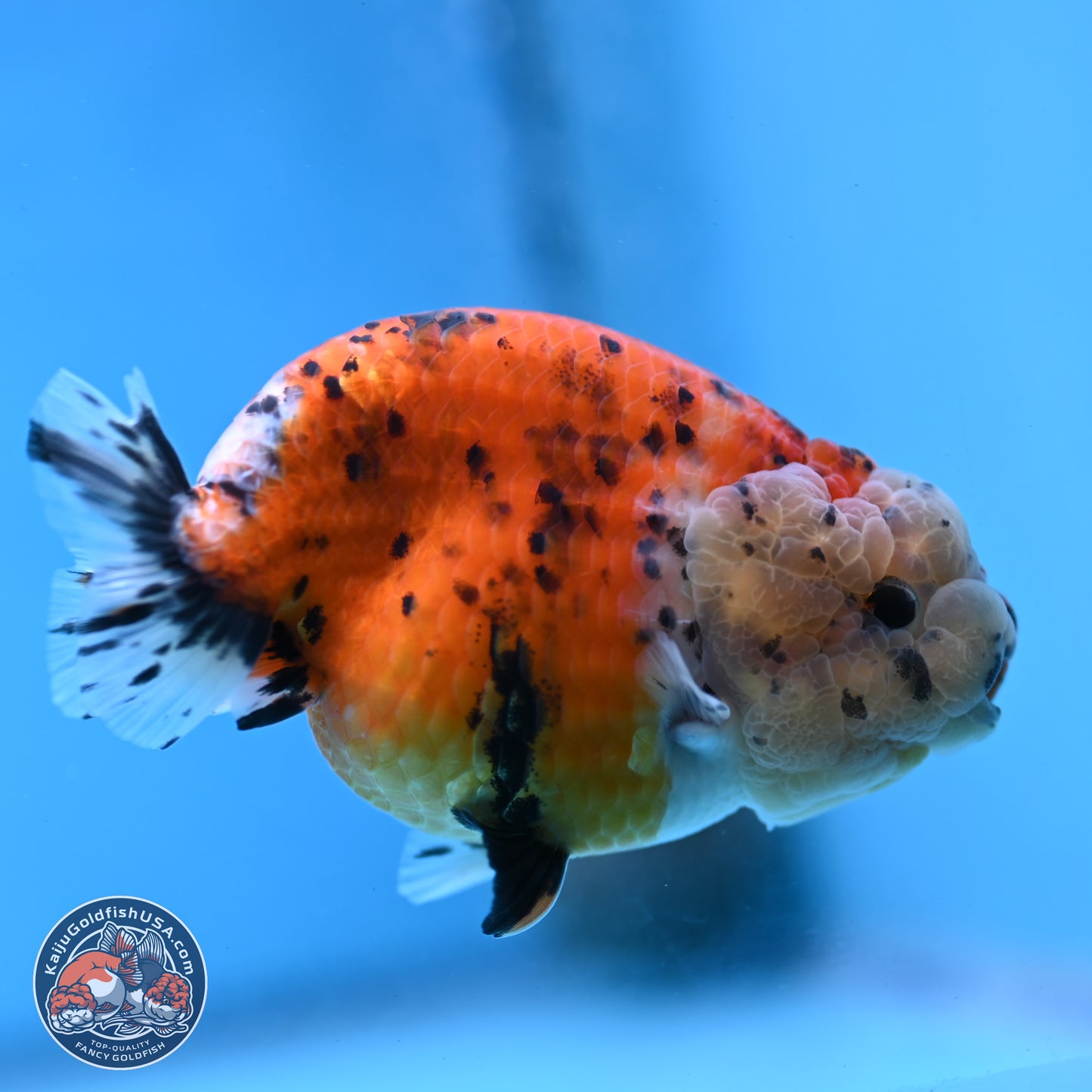 Tricolor Sakura Ranchu 4 inches Body - Female (250228_RC06)
