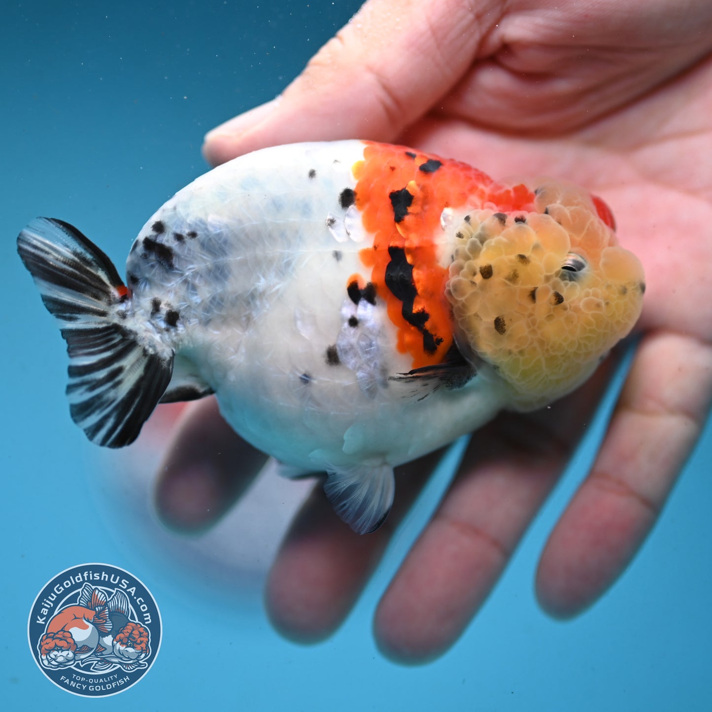 Calico Ranchu 3.5 inch Body (251003_RC06)