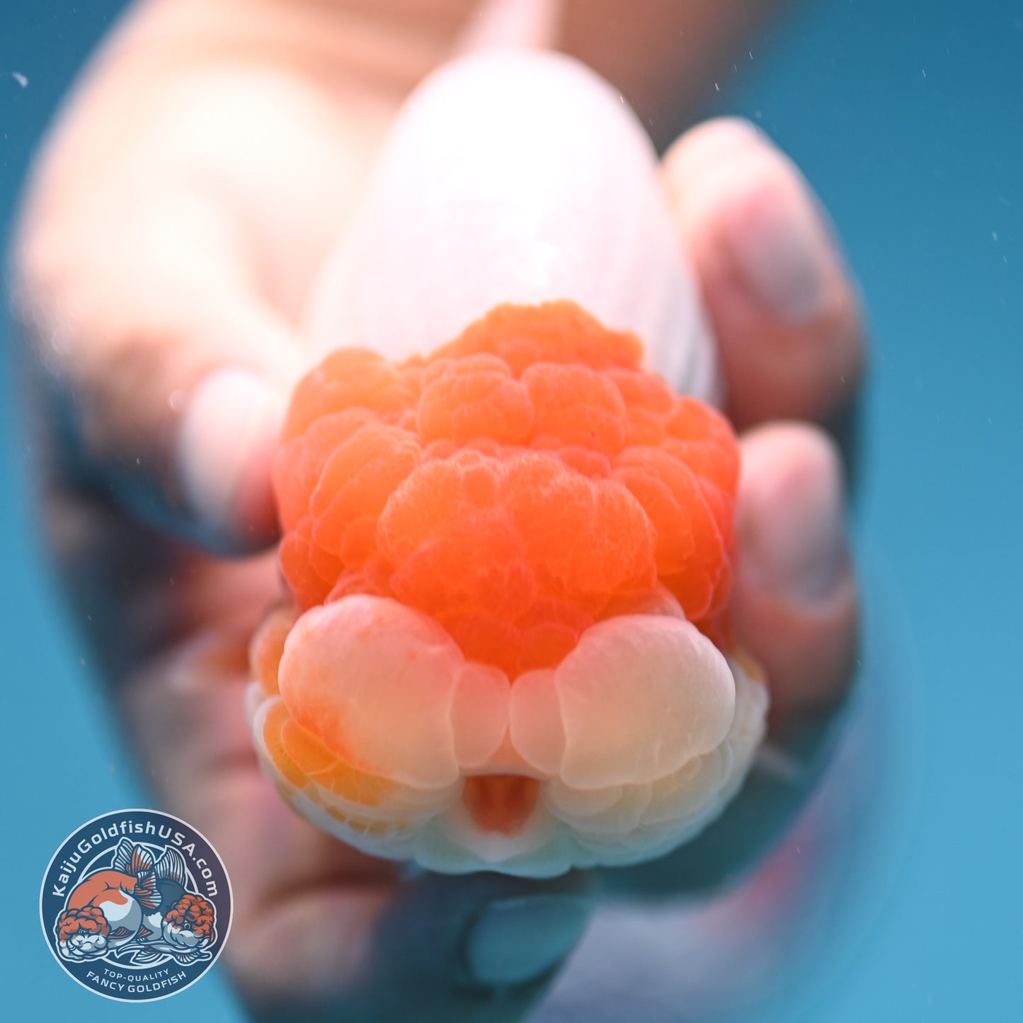 Red Head Jelly Face Ranchu 4.5 inch Body (250912_RC06)