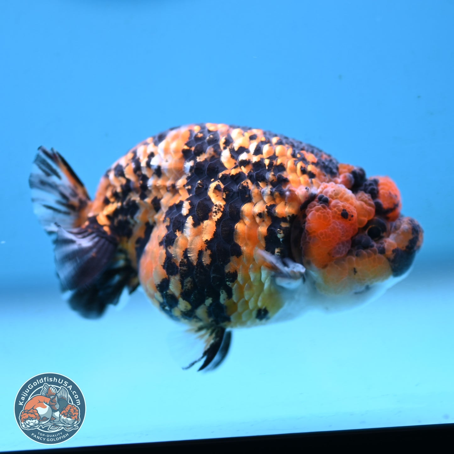 Tiger Ranchu 3.5 inches Body - Female (250117_RC06)