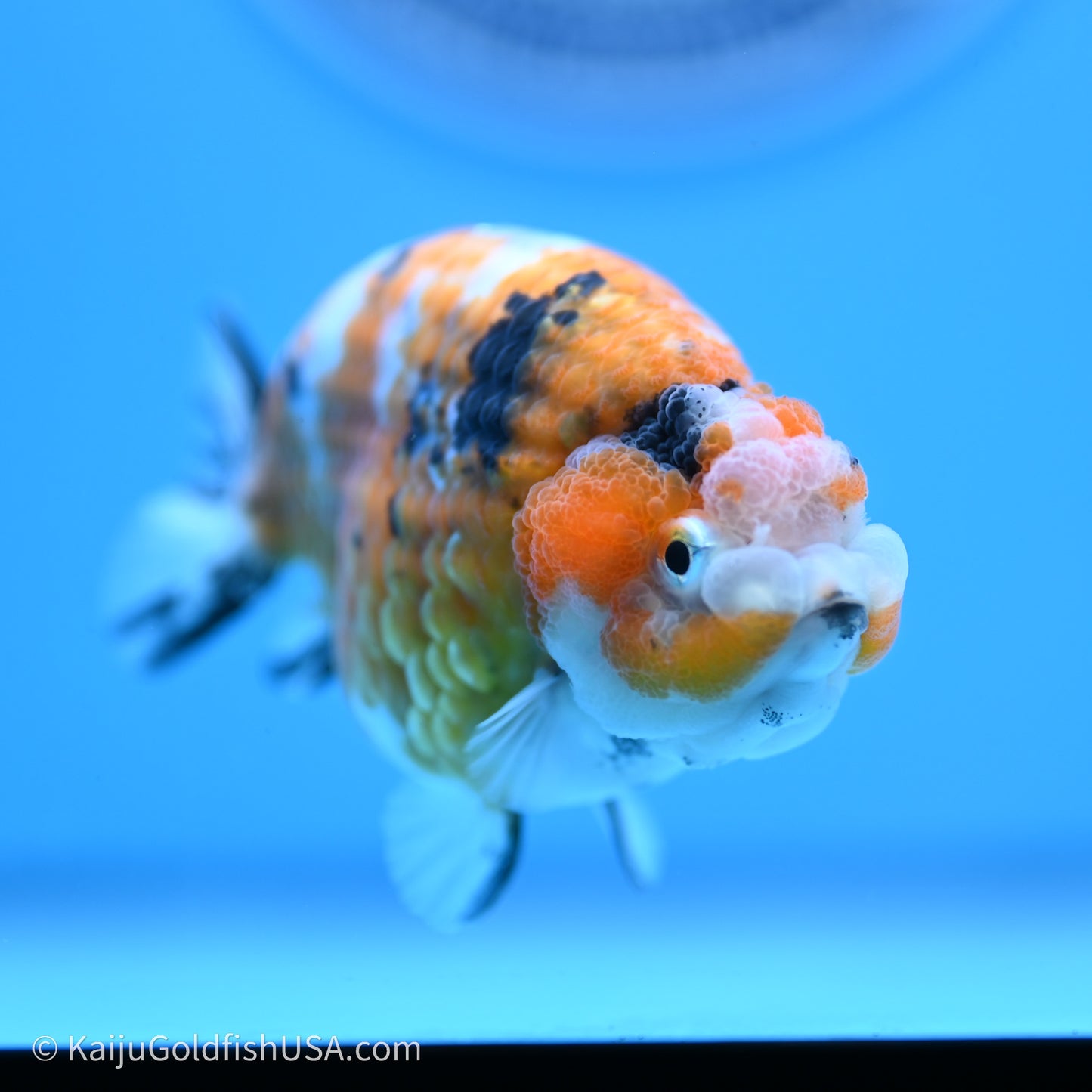 Calico Ranchu 3.5 in Body (240719_RC06) - Kaiju Goldfish USA