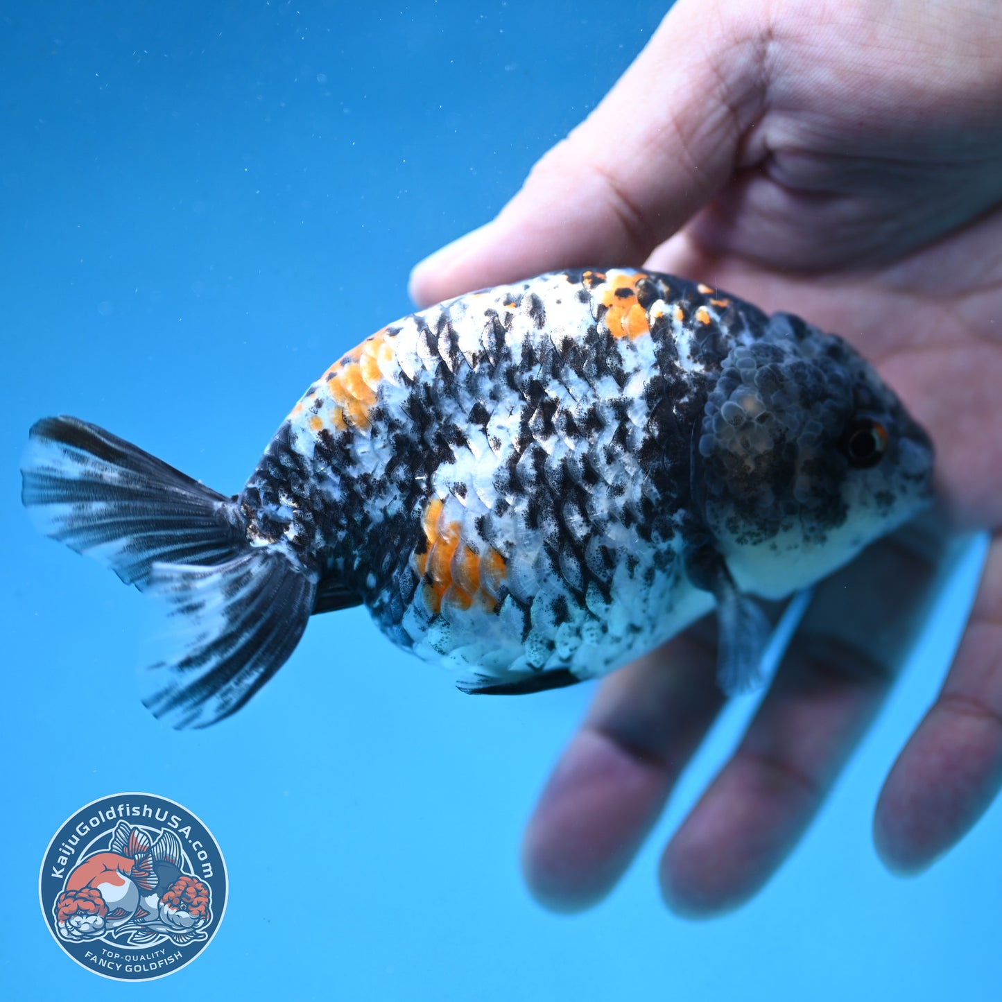 Tricolor Tiger Ranchu 4 inch Body (250926_RC06)