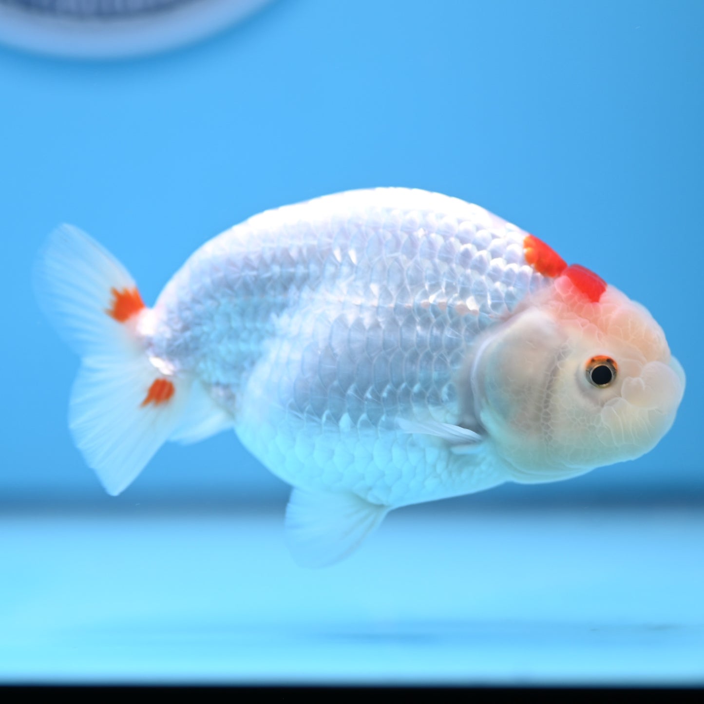 Red White Buffalo Ranchu 4in Body (240704_RC06) - Kaiju Goldfish USA