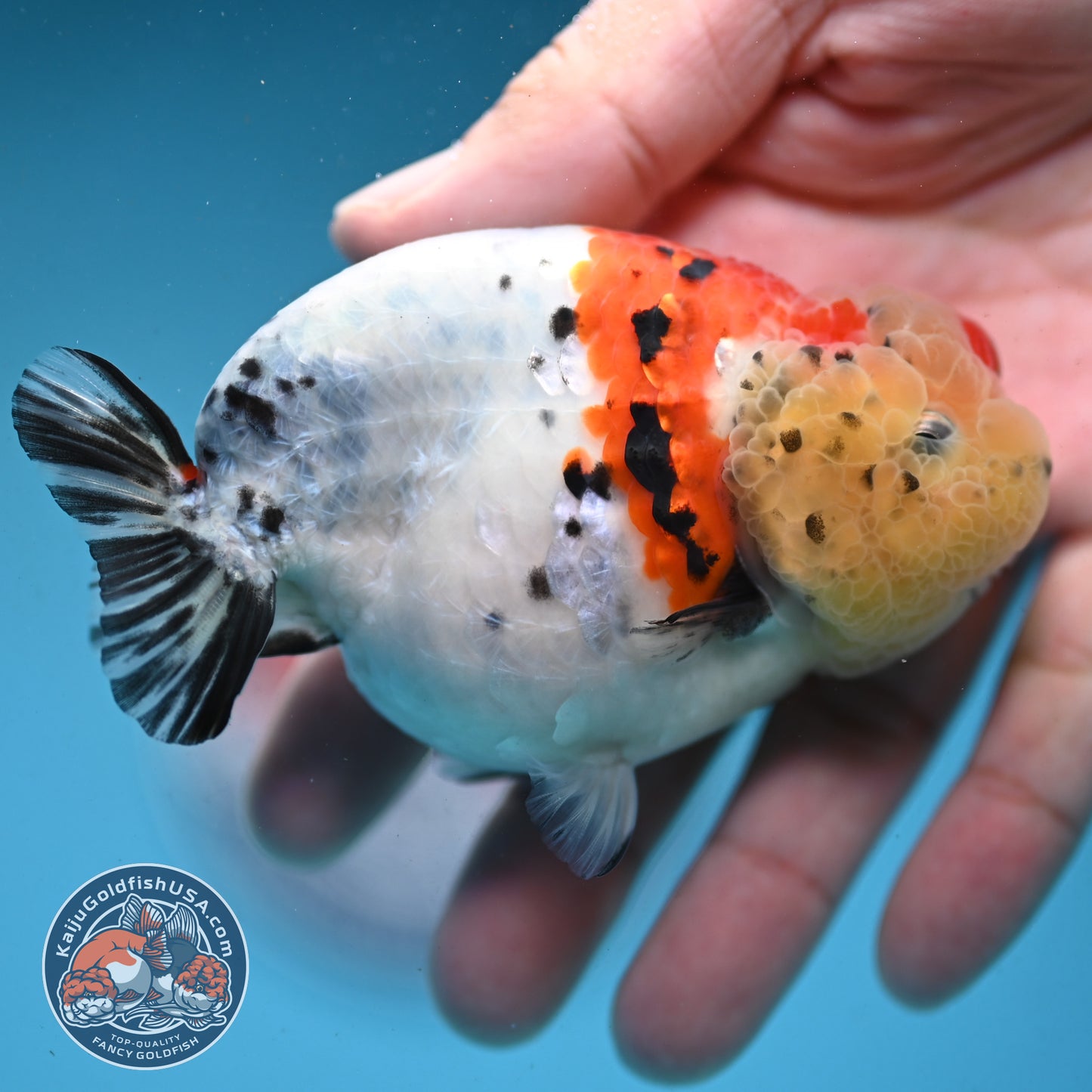 Calico Ranchu 3.5 inch Body (251003_RC06)
