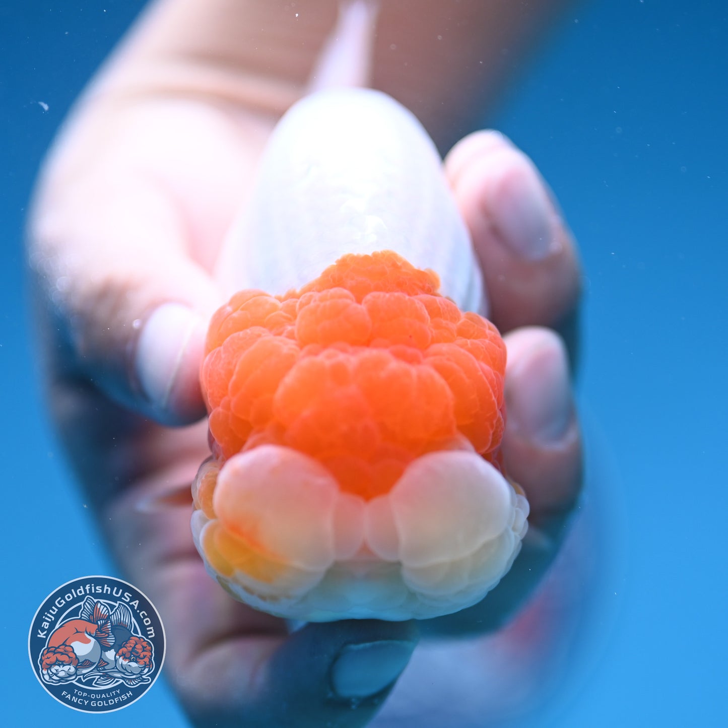 Red Head Jelly Face Ranchu 4.5 inch Body (250912_RC06)