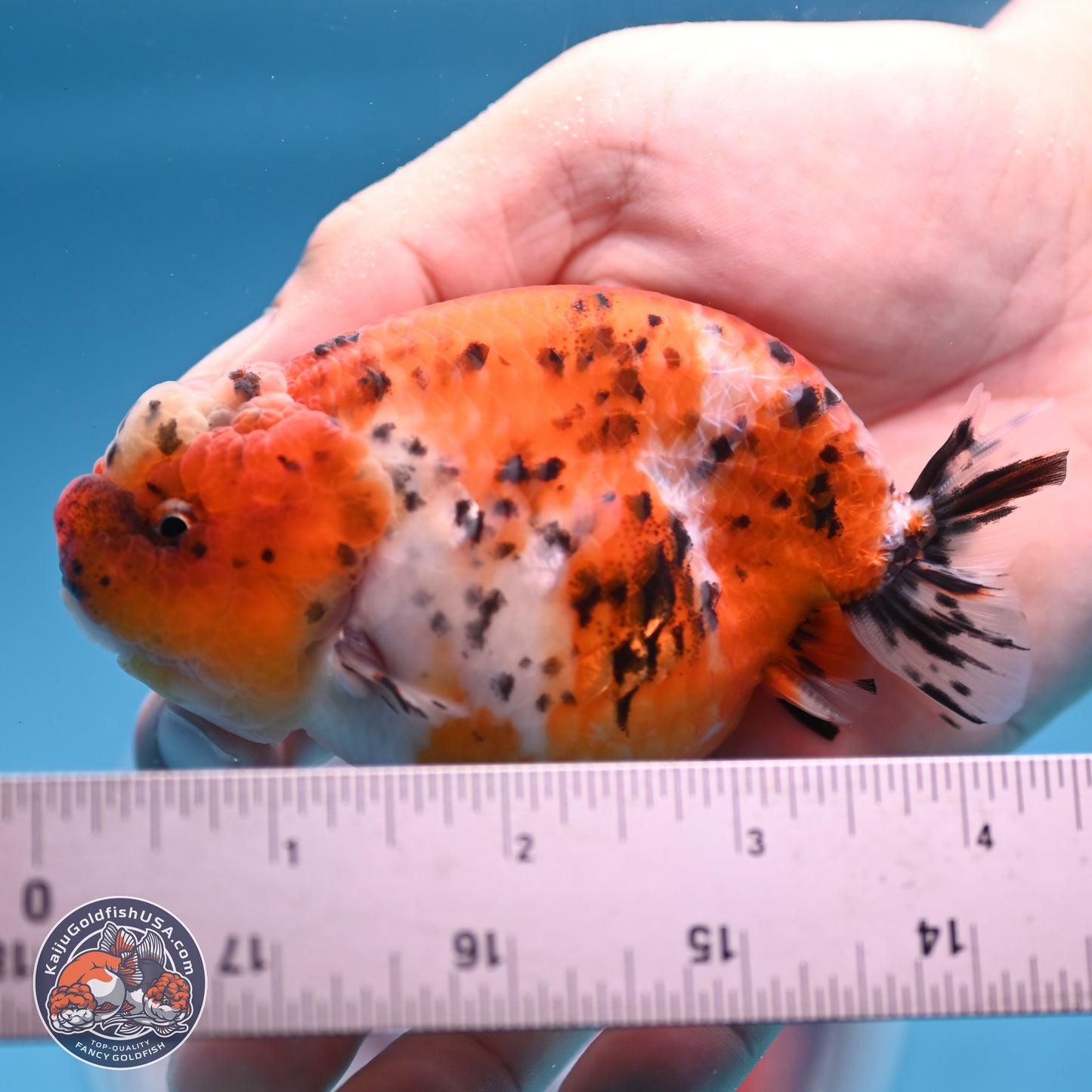 Tricolor Sakura Ranchu 4 inches Body - Female (250228_RC06)